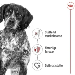 Royal Canin Medium Adult