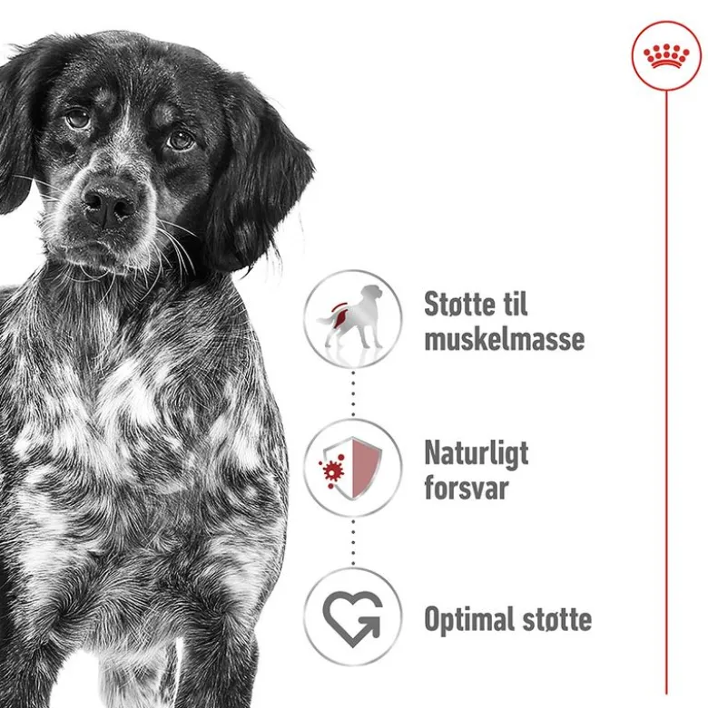 Royal Canin Medium Adult
