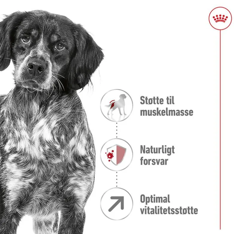 Royal Canin Medium Adult 7+