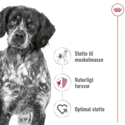 Royal Canin Medium Adult i sauce