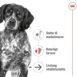 Royal Canin Medium Ageing 10+