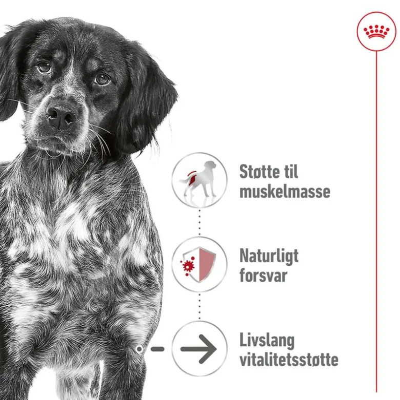 Royal Canin Medium Ageing Mousse