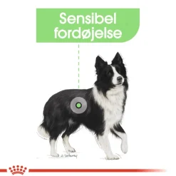 Royal Canin Medium Digestive Care