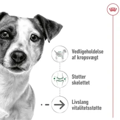 Royal Canin Mini Ageing 12+