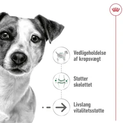 Royal Canin Mini Ageing i sauce