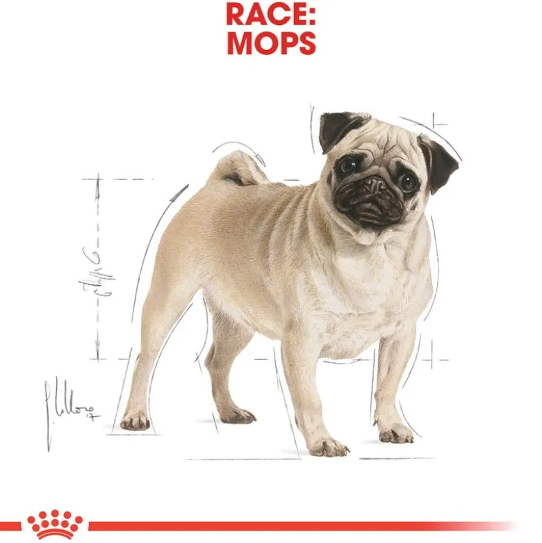 Royal Canin Pug Adult