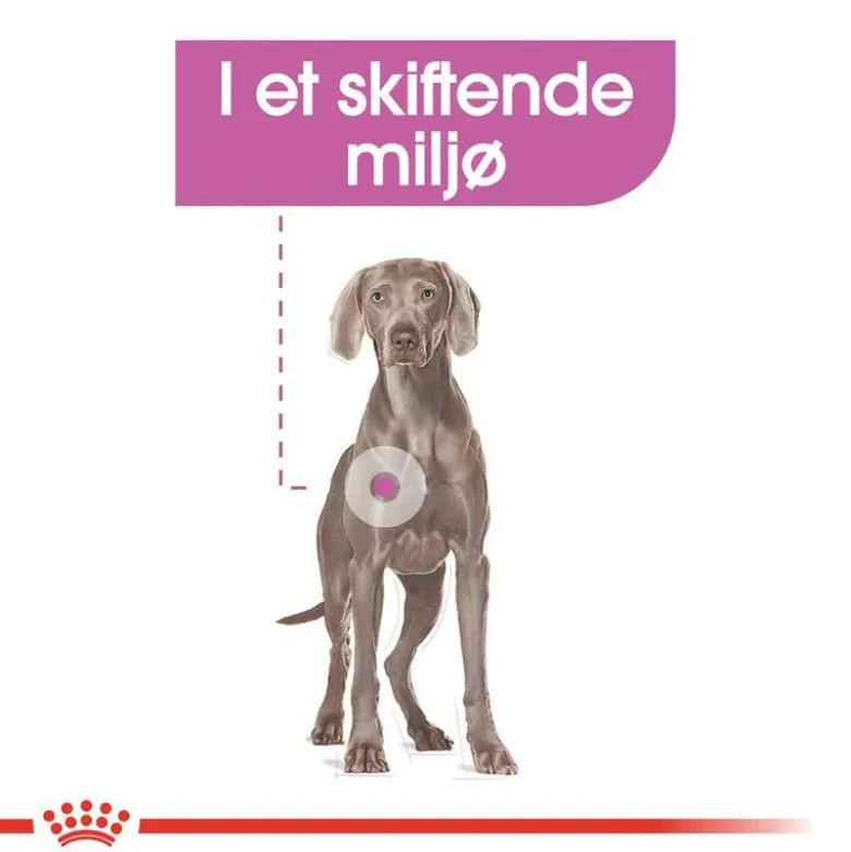 Royal Canin Relax Care Maxi