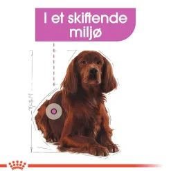 Royal Canin Relax Care Medium