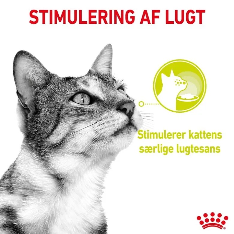 Royal Canin Sensory Multipack (Smell/Tast/Feel) i sauce