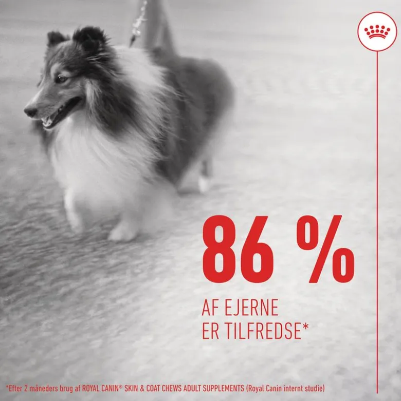 Royal Canin Skin & Coat Adult supplement tyggesnacks