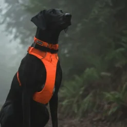 Ruffwear Front Range halsbånd, Blaze Orange