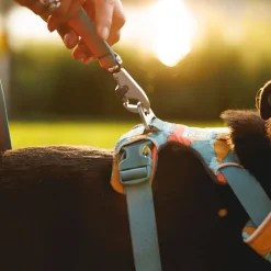 Ruffwear Front Range Hundesele, Spring Mountains