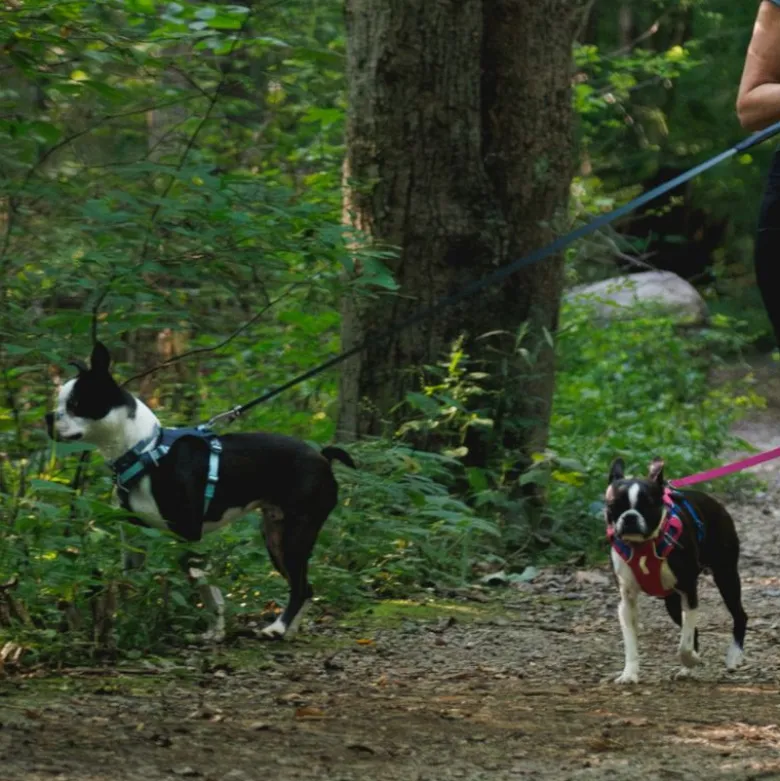 Ruffwear Hi & Light hundesele, basaltgrå