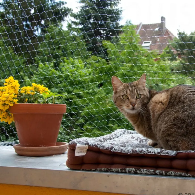 Sikkerhedsnet til katte - transparent