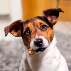 SmartBones tyggesnacks til små hunde med kylling