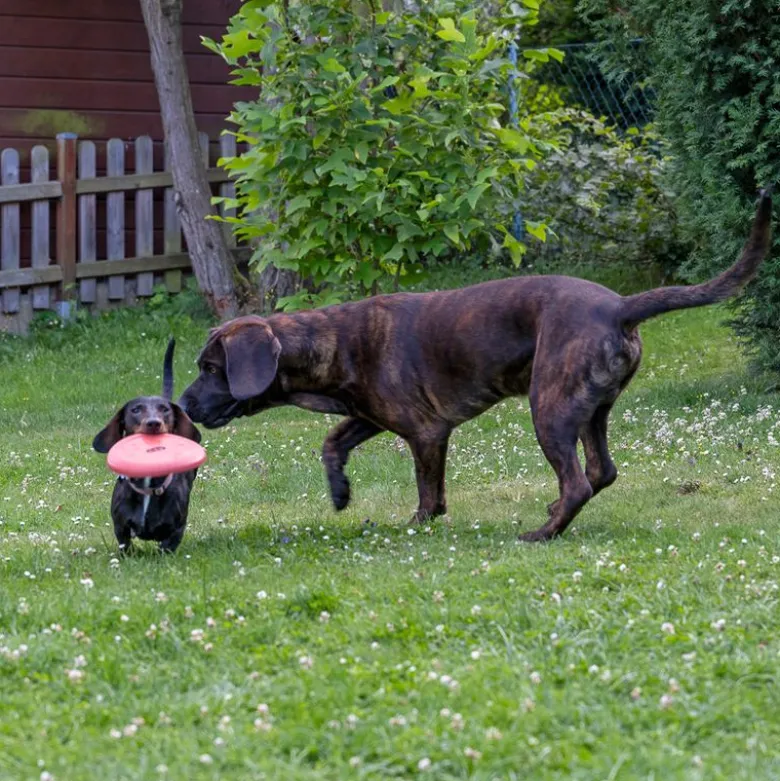 TIAKI Frisbee