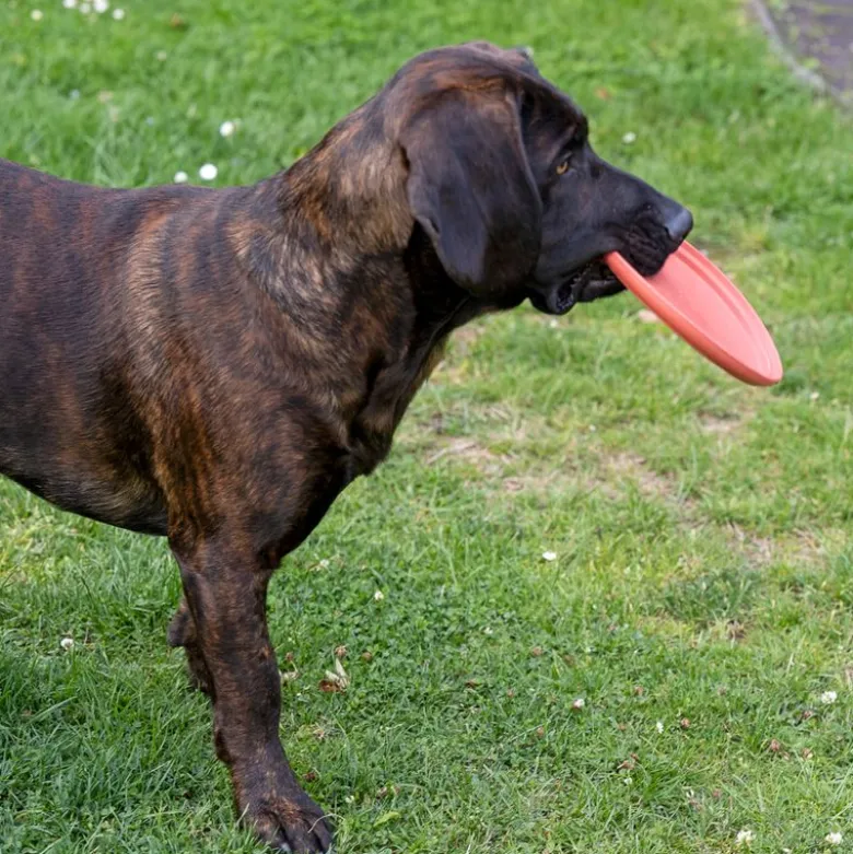 TIAKI Frisbee