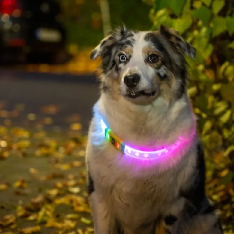 TIAKI LED-halsbånd til langhårede hunde