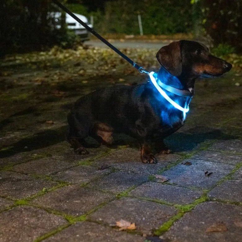 TIAKI Lille USB LED-halsbånd af silikone