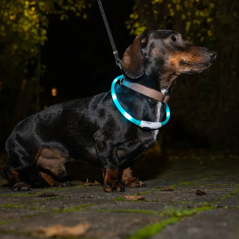 TIAKI Lille USB LED-halsbånd af silikone