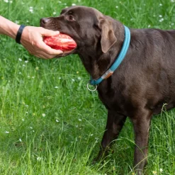 TIAKI Steak hundelegetøj