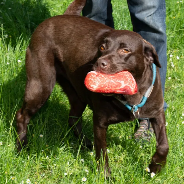 TIAKI Steak hundelegetøj