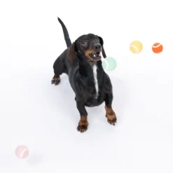 TIAKI tennisbolde til hunde i sæt