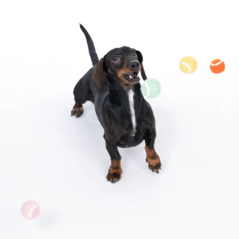 TIAKI tennisbolde til hunde i sæt