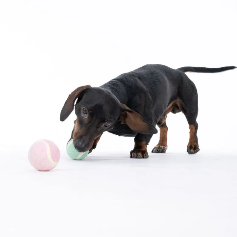 TIAKI tennisbolde til hunde i sæt