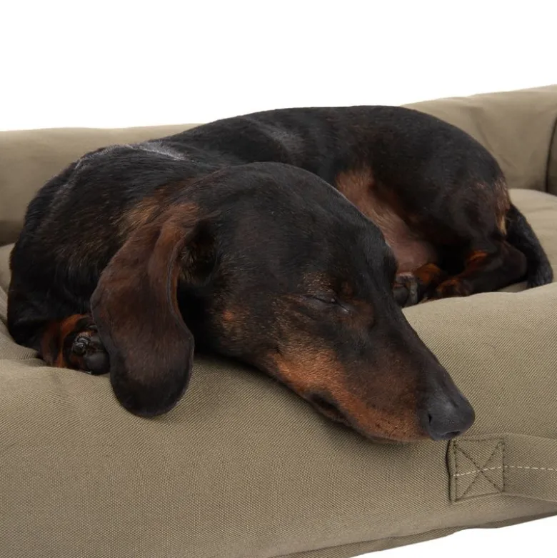 Toronto ecoLIFE Hundeseng