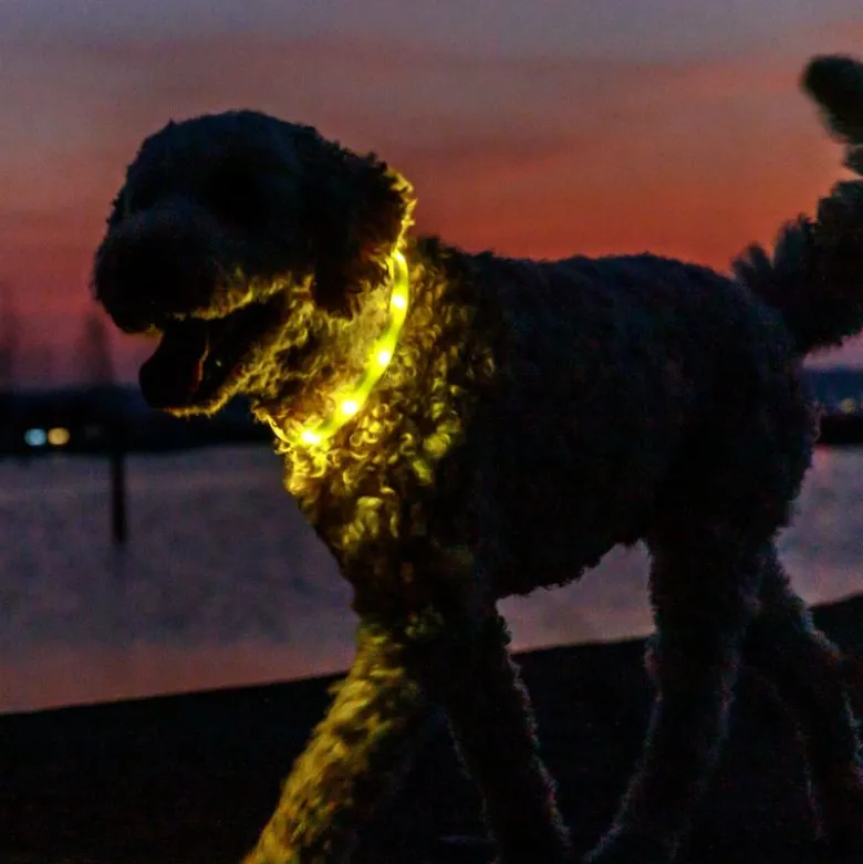 Trixie Flash lysring USB-silikone
