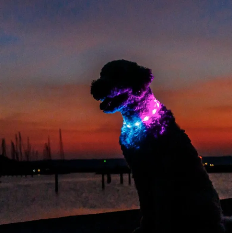 Trixie Flash lysring USB-silikone