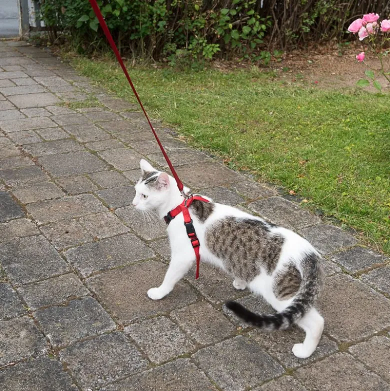 Trixie sikkerhedssele til katte