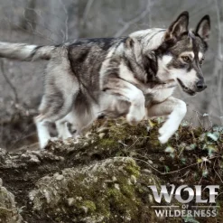 Wolf of Wilderness Adult "Sunny Glade" Venison - kornfri