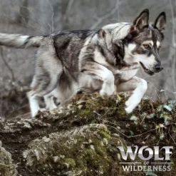 Wolf of Wilderness Junior