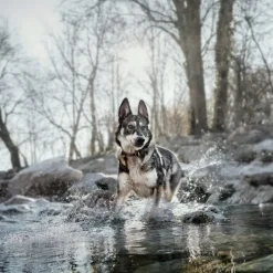 Wolf of Wilderness Training “Explore the Blue River