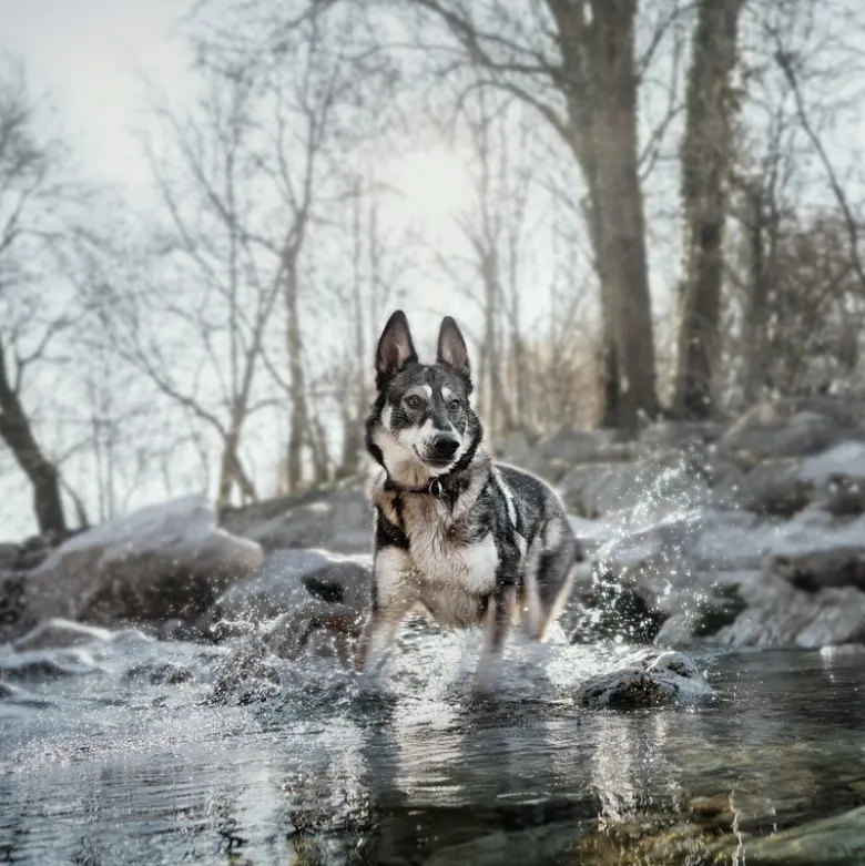 Wolf of Wilderness Training “Explore the Blue River" Kylling & Laks