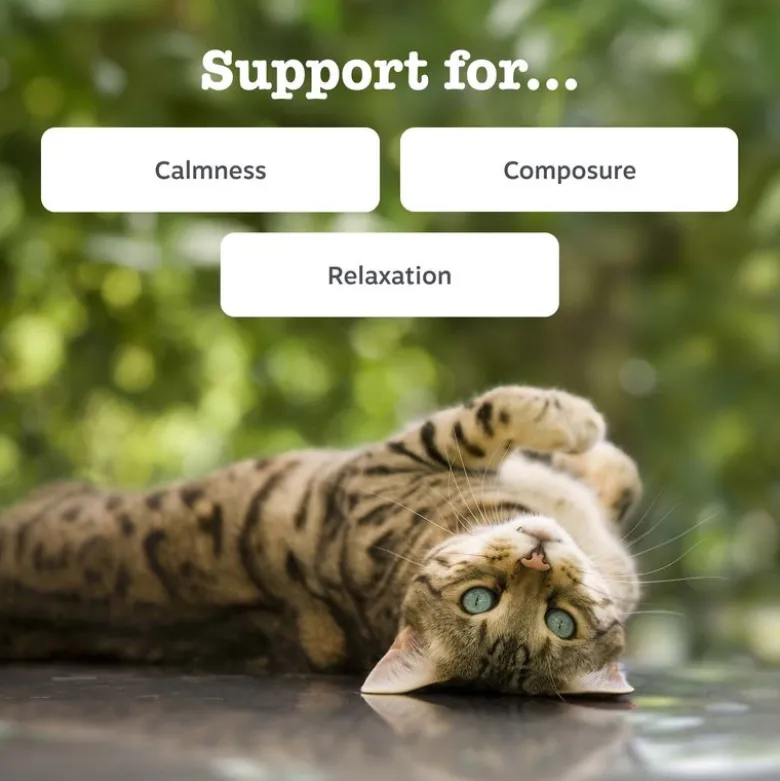 Zesty Paws beroligende pasta til katte