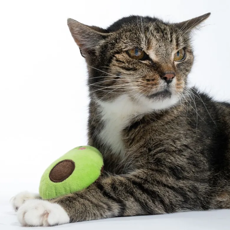 zooplus Basics avocado med katteurt