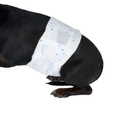 zooplus Basics bleer til hanhunde