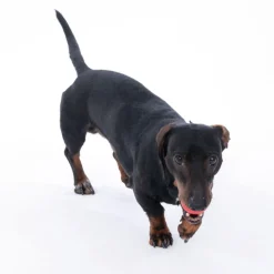zooplus Basics gummibolde til hunde