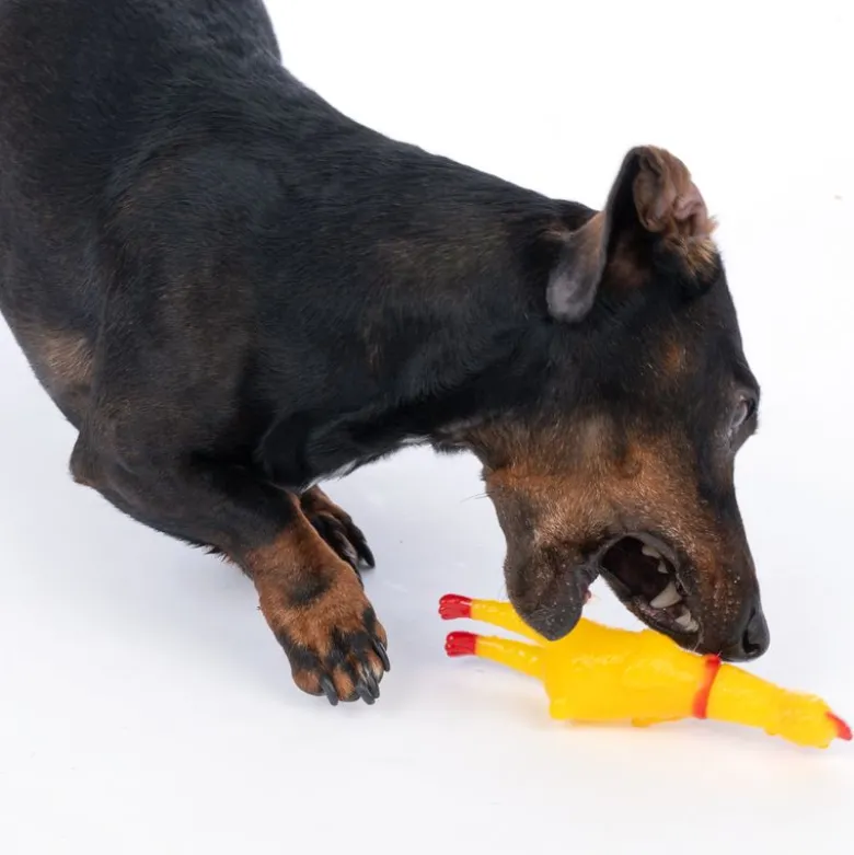 zooplus Basics Squeaky Chicken med pibende lyd