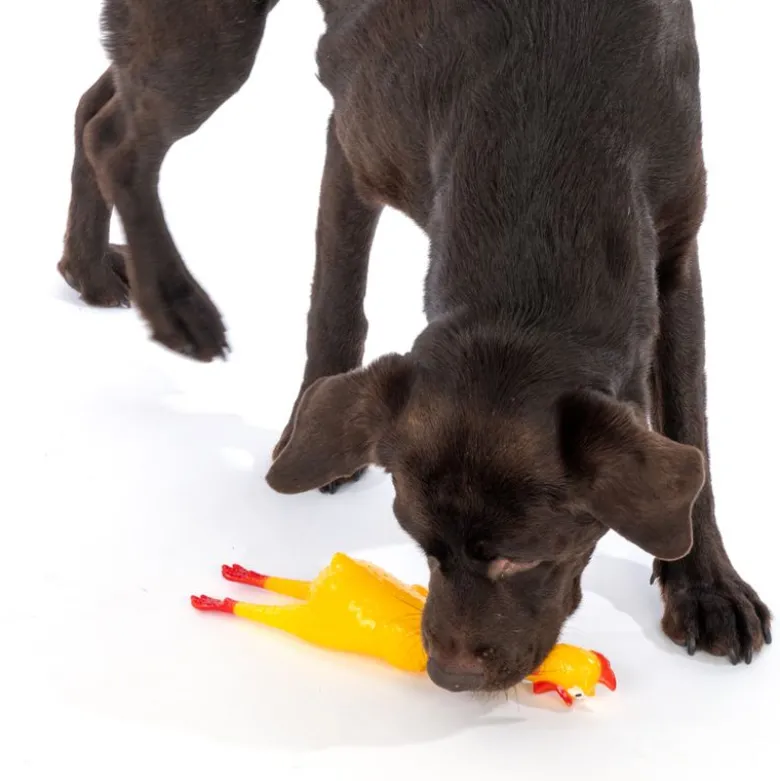 zooplus Basics Squeaky Chicken med pibende lyd