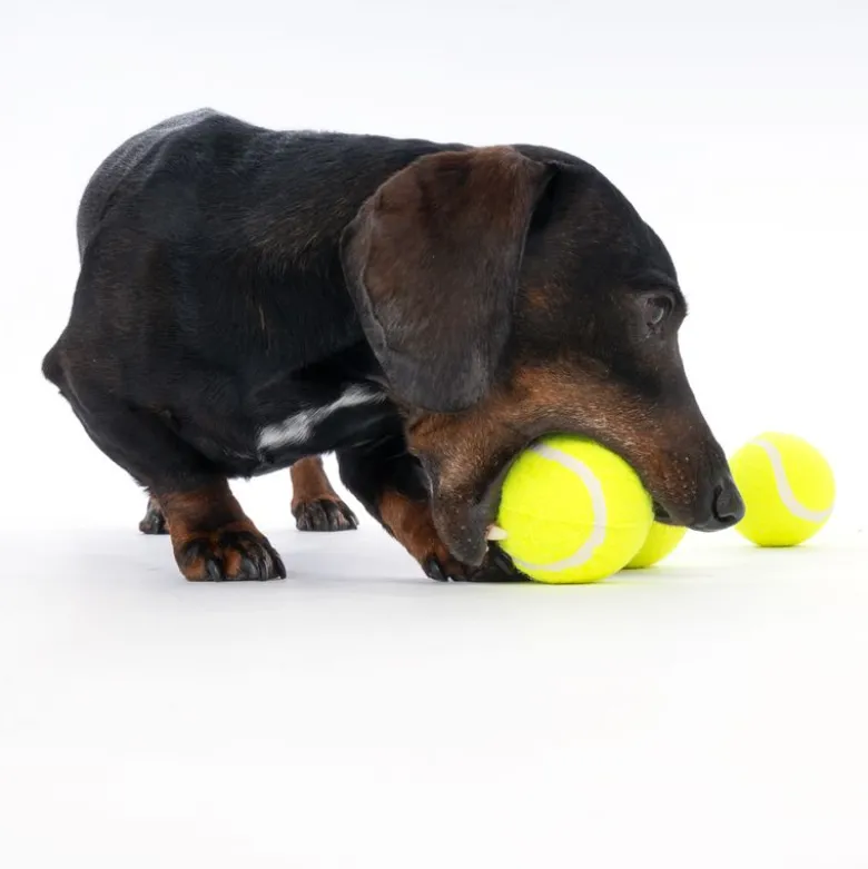 zooplus Basics tennisbolde-sæt