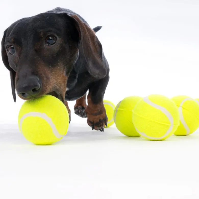 zooplus Basics tennisbolde-sæt