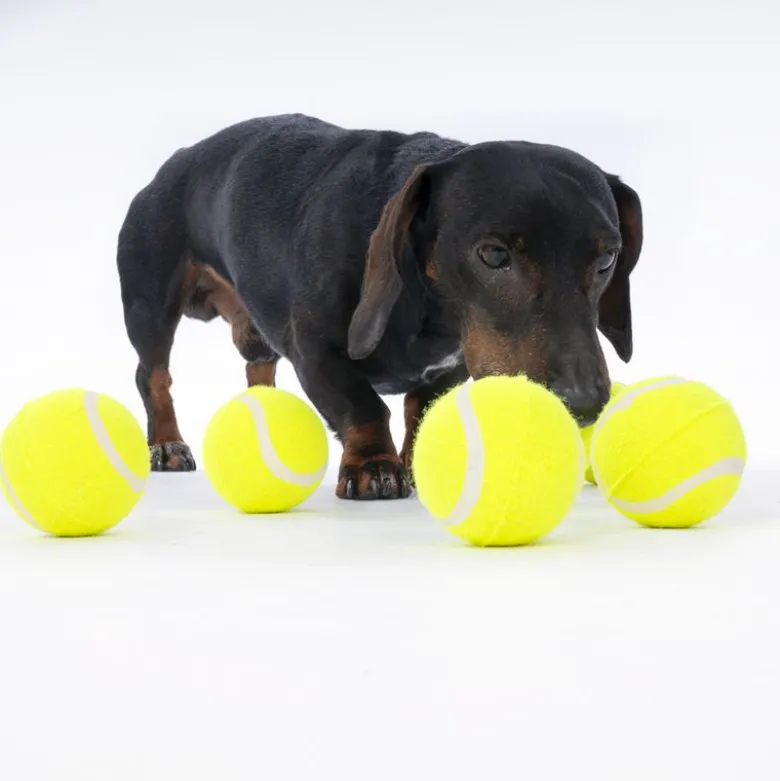 zooplus Basics tennisbolde-sæt