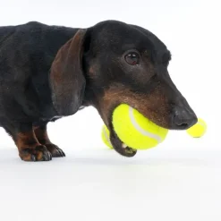 zooplus Basics tennisbolde-sæt