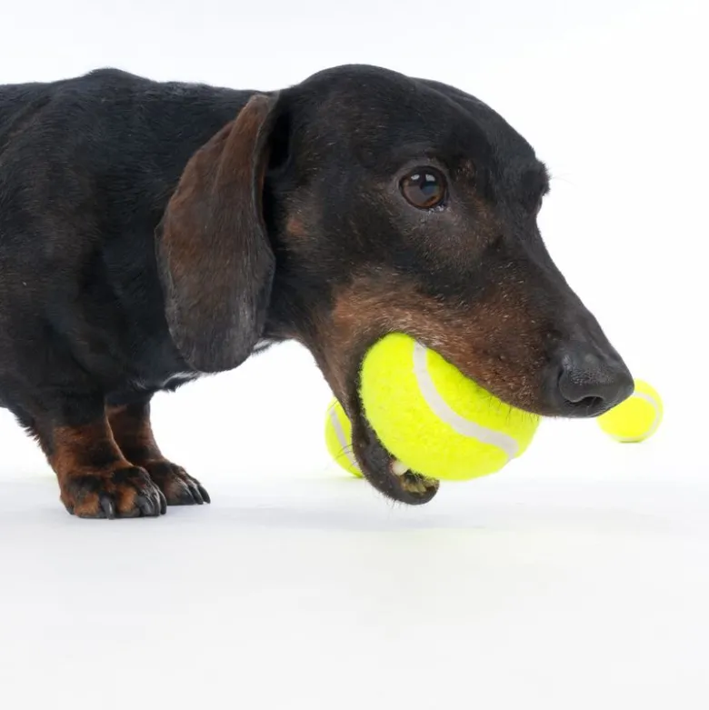 zooplus Basics tennisbolde-sæt
